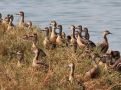 Lesser Whistling Duck, India 3rd of February 2012 Photo: Paul Patrick Cullen