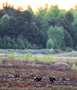 Black Grouse, Morgengry, Sweden 24th of May 2012 Photo: Hans Henrik Larsen