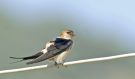 Red-rumped Swallow, Greece 15th of May 2012 Photo: Bent Carstensen