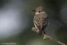 Spotted Flycatcher, Denmark 26th of May 2012 Photo: Johannes Christian Harbou