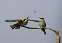 European Bee-eater, Den smuttede, Hungary 22nd of May 2012 Photo: Christine Raaschou-Nielsen