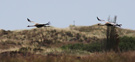Common Crane, Fugle i landskabet, Denmark 10th of June 2012 Photo: Hans Henrik Larsen