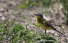 Western Yellow Wagtail, Syngende, Denmark 7th of May 2011 Photo: Mikkel Holck