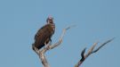 Lappet-faced Vulture, Botswana 1st of May 2012 Photo: Michael Frank Nielsen
