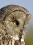 Great Grey Owl, Finland 3rd of June 2012 Photo: Henry Lehto