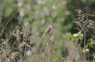 Blyth's Reed Warbler, Denmark 16th of June 2012 Photo: Erik Groth-Andersen