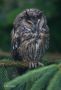 Long-eared Owl, Dansk møgvejr = våd ugle, Denmark 2012 Photo: Bo Tureby