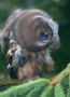 Long-eared Owl, En rystende oplevelse, Denmark 24th of June 2012 Photo: Bo Tureby