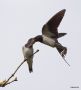 Barn Swallow, Flyvende fodring, Denmark 26th of June 2012 Photo: Carsten Siems