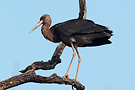 Sort Stork, Juvenile, Indien 1. februar 2012 Foto: Helge Sørensen