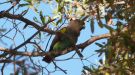 Meyer's Parrot, Poicephalus meyeri, Zimbabwe 6th of May 2012 Photo: Michael Frank Nielsen