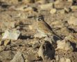Thick-billed Lark, Morocco 30th of April 2012 Photo: Jens Thalund