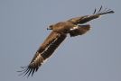 Steppe Eagle, Azerbaijan May 2012 Photo: Eric Didner