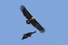 Cinereous Vulture, Azerbaijan May 2012 Photo: Eric Didner