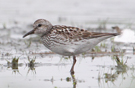 White-rumped Sandpiper, 2nd record for Poland, Poland 4th of July 2012 Photo: Zbigniew Kajzer