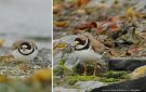 Semipalmated Plover, The 2nd for Norway and Varanger, Norway 4th of July 2012 Photo: Tormod Amundsen