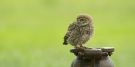 Little Owl, England 1st of July 2012 Photo: Mark Walker