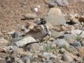 Thick-billed Lark, Morocco 1st of May 2012 Photo: Jens Thalund