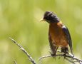 American Robin, USA 9th of July 2012 Photo: Carsten Siems