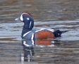 Harlequin Duck, Iceland 10th of May 2012 Photo: Jacob Breson Neumann