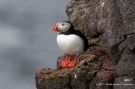 Atlantic Puffin, Iceland 11th of May 2012 Photo: Jacob Breson Neumann