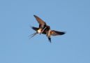 Red-rumped Swallow, ungefodring i luften, Portugal 11th of July 2012 Photo: Bo Tureby
