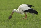 Hvid Stork, En mosegris' endeligt, Sverige 13. juli 2012 Foto: Peter Dam