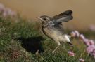 Northern Wheatear, pull., Scotland 11th of June 2012 Photo: Rolf Nagel