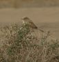 African Desert Warbler, Morocco 2nd of May 2012 Photo: Jens Thalund