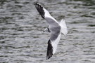 Sabine's Gull, 2cy, England 2nd of July 2012 Photo: Richard Bonser