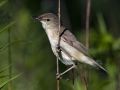 Blyth's Reed Warbler, Denmark 26th of July 2012 Photo: Per Holmberg