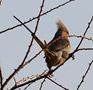 Blue-naped Mousebird, Kenya 1st of July 2011 Photo: Hans Henrik Larsen