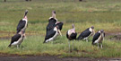 Marabou Stork, Kenya 29th of June 2011 Photo: Hans Henrik Larsen