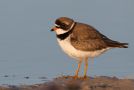 Semipalmated Plover, summer plumage, Canada 8th of June 2012 Photo: Daniel Pettersson