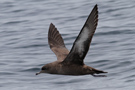 Sooty Shearwater, USA 5th of August 2012 Photo: Richard Bonser
