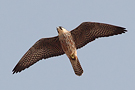 Eleonora's Falcon, 2cy, Italy 6th of August 2012 Photo: Helge Sørensen