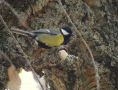 Great Tit, Morocco 6th of May 2012 Photo: Jens Thalund