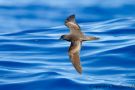 Bulwer's Petrel, Portugal 6th of August 2012 Photo: Otto Samwald