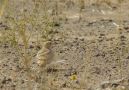 Dunn's Lark, Morocco 2nd of May 2012 Photo: Jens Thalund