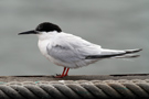 Roseate Tern, adult, Azores 30th of August 2012 Photo: Richard Bonser