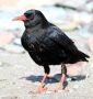 Red-billed Chough, Ireland 27th of August 2012 Photo: Paul Patrick Cullen