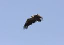 Griffon Vulture, Spain 14th of July 2012 Photo: Richard Burzynski