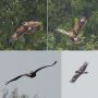 Greater Spotted Eagle, 5K - 