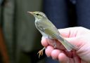 Arctic Warbler, 1K Nords, Denmark 15th of September 2012 Photo: Lars Paaby