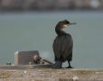European Shag, 1cy, Denmark 22nd of September 2012 Photo: Anders Østerby