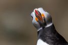 Atlantic Puffin, Close-up, Iceland 11th of July 2012 Photo: Anders Bojesen