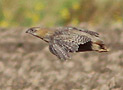 Grey Partridge, Juvenile fugle i flugt, Denmark 19th of September 2012 Photo: Hans Henrik Larsen