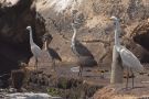 Silkehejre, Little Egrets, Black-headed Heron, Great Egret, Senegal 12. maj 2012 Foto: Henrik Friis
