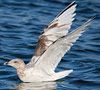 European Herring Gull, 3cy, Denmark 21st of October 2012 Photo: Hans Henrik Larsen