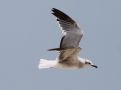 Laughing Gull, 2K, Colombia 27th of June 2012 Photo: Klaus Malling Olsen